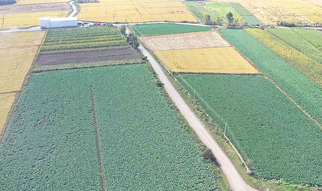 Samsun tarım ürünlerinde Türkiye'de ilk sıralarda