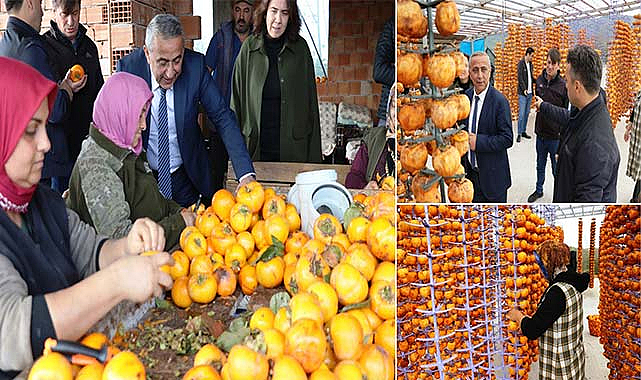 Samsun Terme ilçesinde Trabzon hurması kurutuyorlar