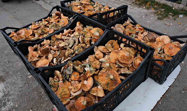 Samsun'da 'Kanlıca mantar' sezonu açıldı