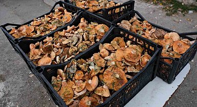 Samsun'da 'Kanlıca mantar' sezonu açıldı