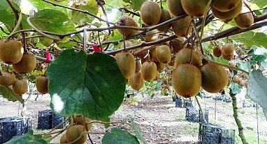 Samsun'da kivi hasadı başladı
