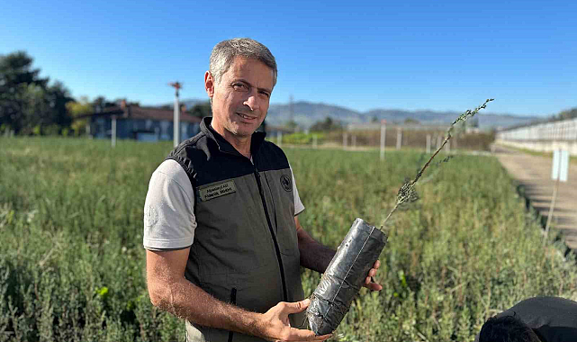 Samsun'dan yılda 10 milyon fidan!