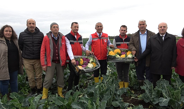 Samsun'un Bafra Ovası'nda renkli karnabahar hasadı