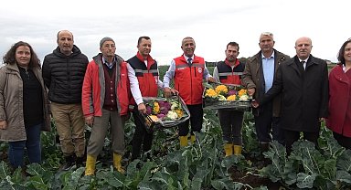 Samsun'un Bafra Ovası'nda renkli karnabahar hasadı
