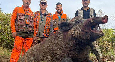 Sinop'ta 300 kiloluk domuz vuruldu!