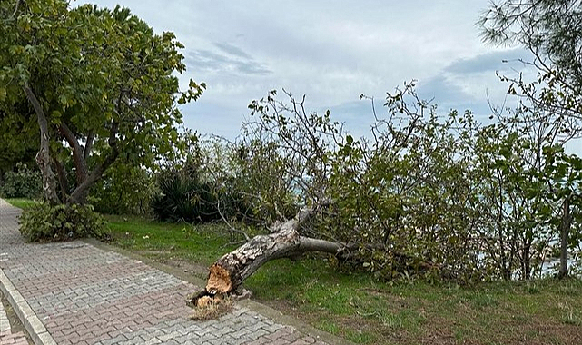 Sinop'ta fırtına ağaçları devirdi çatıları uçurdu
