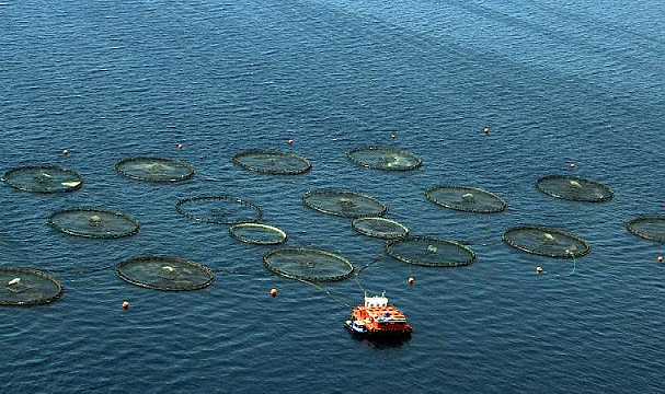 Su ürünleri ihracatı 10 ayda 1,4 milyar dolar oldu