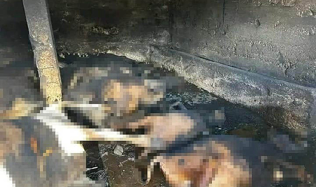 Trabzon Tonya'da çıkan ev yangınında 12 hayvan telef oldu