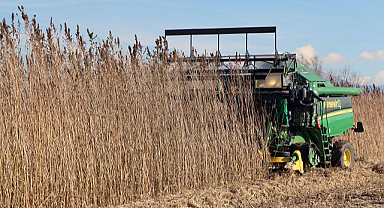 Türkiye’nin ilk tescilli kenevir tohumu ‘Narlı’ hasat edildi