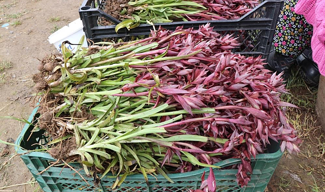 Türkiye'de o bitki en çok Samsun'da üretiliyor