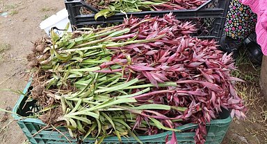 Türkiye'de o bitki en çok Samsun'da üretiliyor