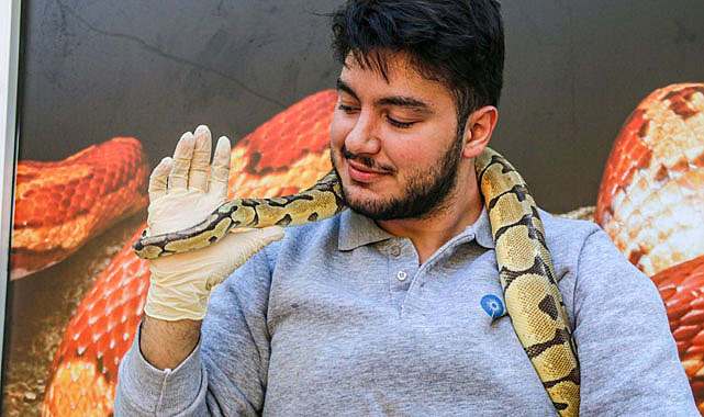 Antalya'da mahalleye korku salan kral pitonu