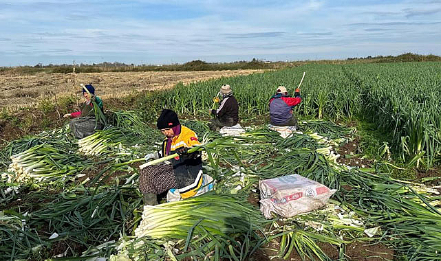 Bafra'da pırasa hasadı! Pazar sıkıntısı var