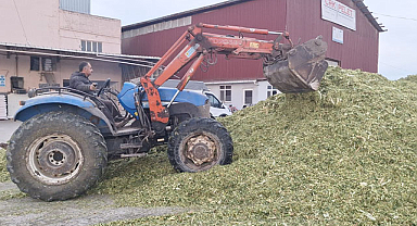 Bafra Ovası'nda silajlık mısır hasadı tamamlandı