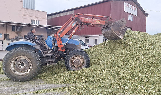 Bafra Ovası'nda silajlık mısır hasadı tamamlandı