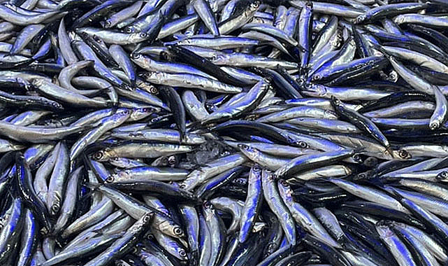 Balık piyasasında hamsi krizi: Fiyatlar tırmanıyor