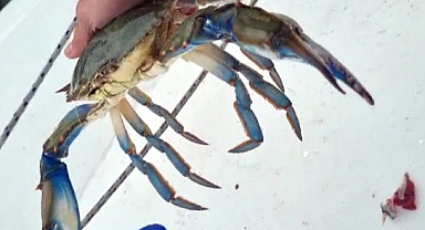 Balıkçıların korkulu rüyası ağlara dev mavi yengeçler çoğalıyor