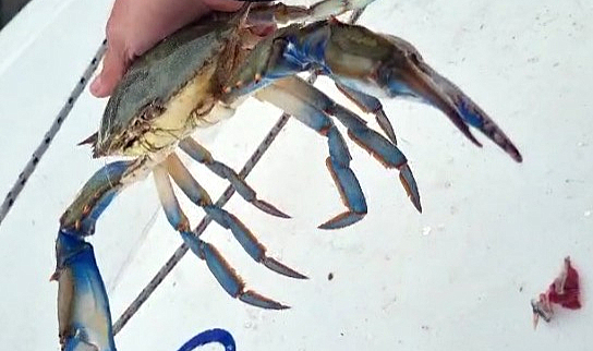 Balıkçıların korkulu rüyası ağlara dev mavi yengeçler çoğalıyor