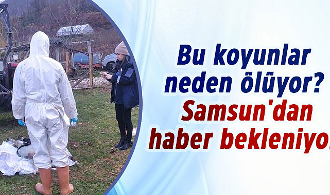 Bu koyunlar neden ölüyor? Samsun'dan haber bekleniyor