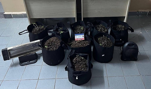 Evinde kenevir yetiştiren şüpheliye gözaltı