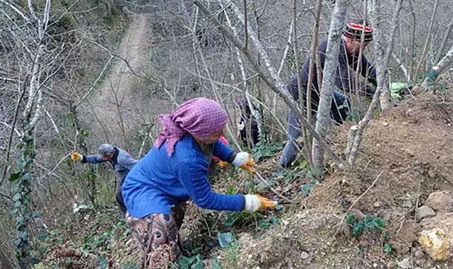 Fındık üreticileri kış mesaisine başladı