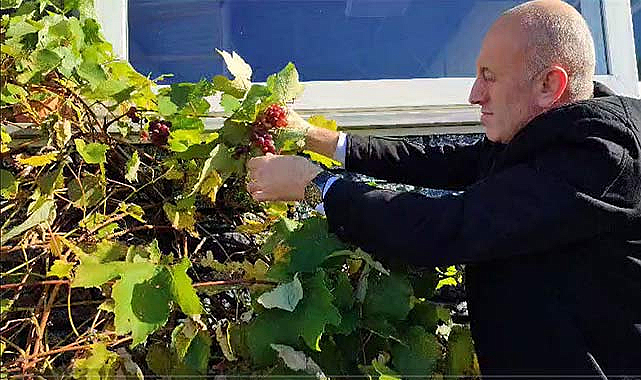 Giresun'da Aralık ayında asma dalında üzüm çıktı