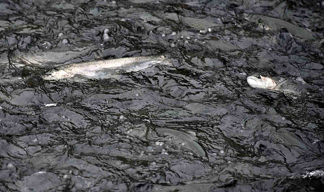 Gümüşhane'den Şili'ye Karadeniz somonu ihracı!