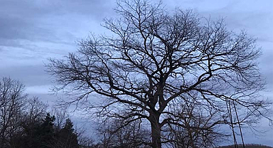 İşte Samsun'da tarihi değerlere ait örnek ağaç