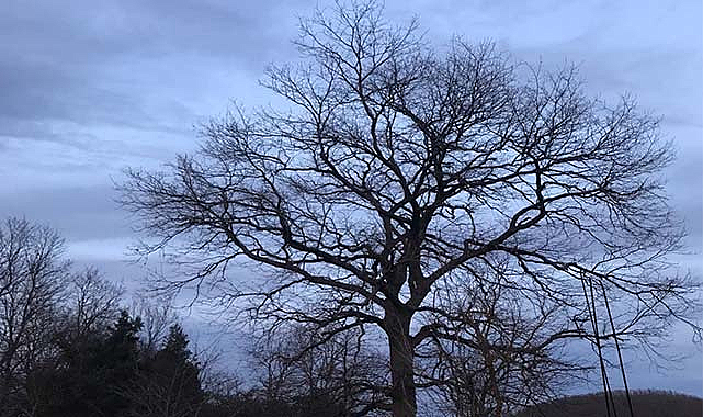 İşte Samsun'da tarihi değerlere ait örnek ağaç
