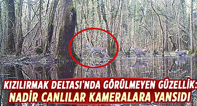 Kızılırmak Deltası'nda görülmeyen güzellik: Nadir canlılar kameralara yansıdı
