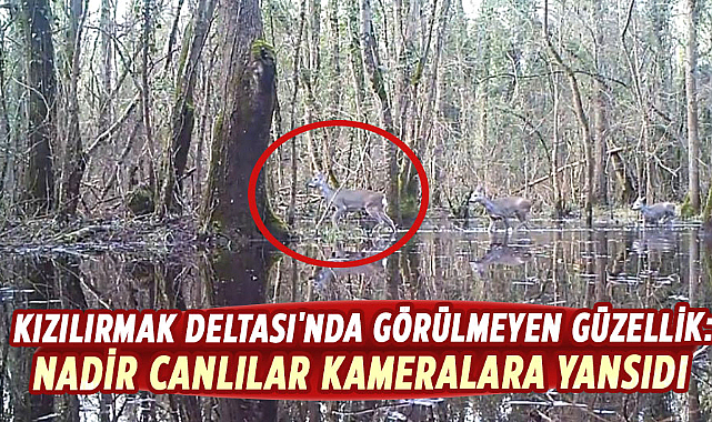 Kızılırmak Deltası'nda görülmeyen güzellik: Nadir canlılar kameralara yansıdı
