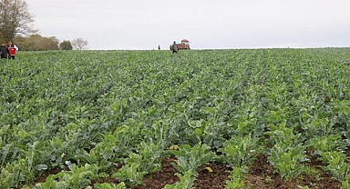 Kurak sonbahar, kış sebzelerinin verimini olumsuz etkiliyor