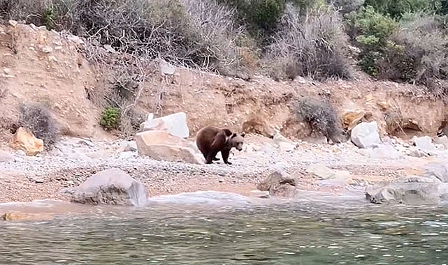 Sahilde ayı görüntülendi