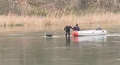 Samsun Bafra'da mahsur kalan köpek kurtarıldı