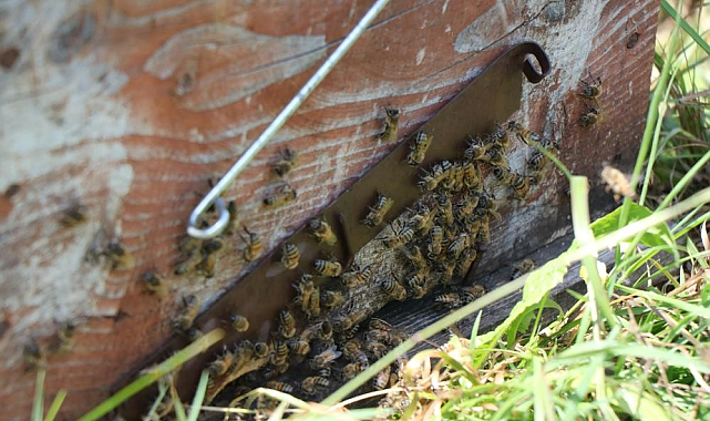Samsun Büyükşehir'den açıklama: 'Kestane balının rengi koyu olmalı'