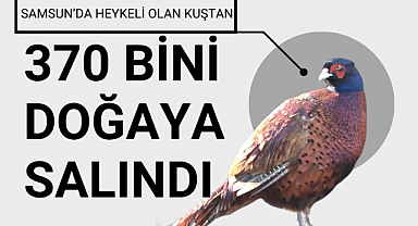 Samsun'da 370 bin sülün doğaya salındı