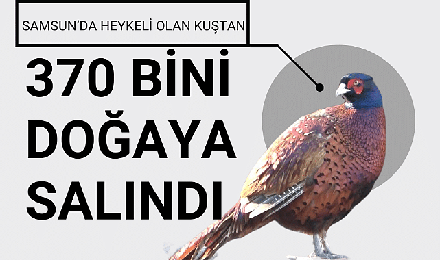 Samsun'da 370 bin sülün doğaya salındı