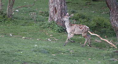 Samsun'da 87 kızıl geyik doğaya salındı