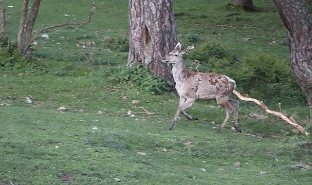 Samsun'da 87 kızıl geyik doğaya salındı