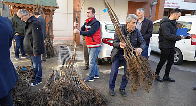 Samsun'da çiftçiye fidanı desteği