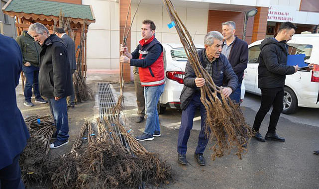Samsun'da çiftçiye fidanı desteği