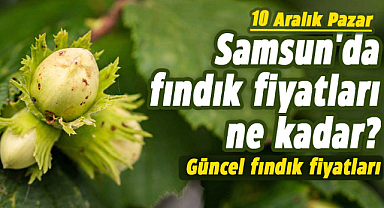 Samsun'da fındık fiyatları ne kadar? 10 Aralık Pazar güncel fındık fiyatları