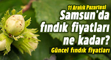 Samsun'da fındık fiyatları ne kadar? 11 Aralık Pazartesi güncel fındık fiyatları