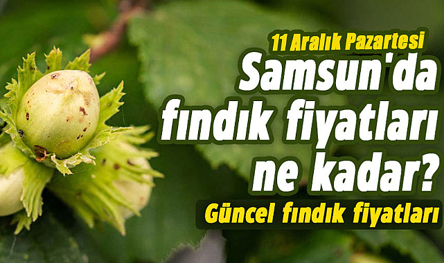 Samsun'da fındık fiyatları ne kadar? 11 Aralık Pazartesi güncel fındık fiyatları