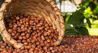 Samsun'da fındık fiyatları ne kadar? 7 Aralık Perşembe güncel fındık fiyatları