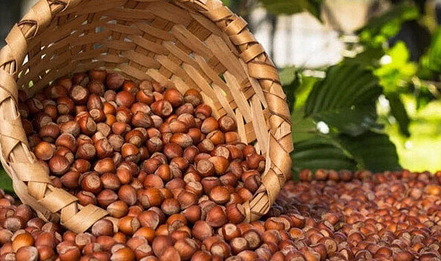 Samsun'da fındık fiyatları ne kadar? 7 Aralık Perşembe güncel fındık fiyatları