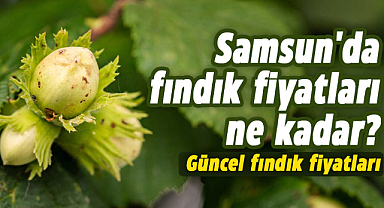 Samsun'da fındık fiyatları ne kadar? 8 Aralık Cuma  güncel fındık fiyatları