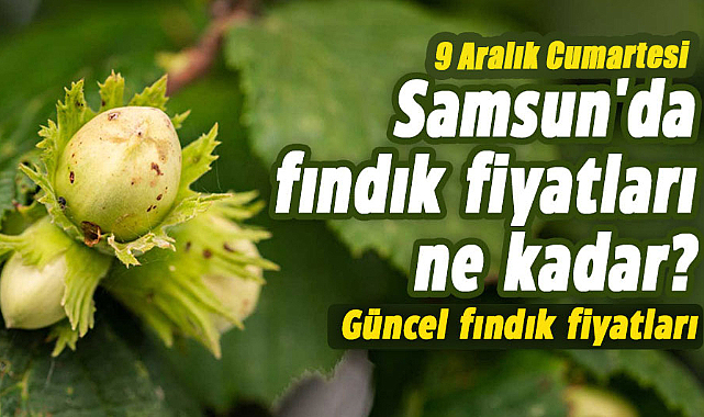 Samsun'da fındık fiyatları ne kadar? 9 Aralık Cumartesi  güncel fındık fiyatları