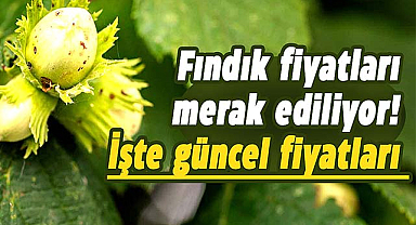 Samsun'da fındık fiyatları ne kadar? İşte 18 Aralık Pazartesi fındık fiyatları