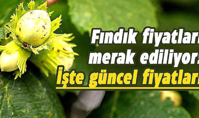 Samsun'da fındık fiyatları ne kadar? İşte 20 Aralık Çarşamba fındık fiyatları
